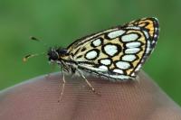 Heteropterus morpheus