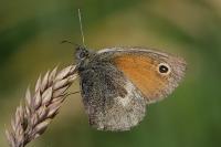 Coenonympha pamphilus