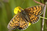 Melitaea parthenoides