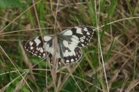 Melanargia galathea