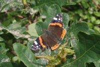 Vanessa atalanta