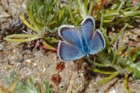 Plebejus argus