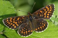 Melitaea athalia