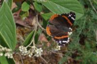 Vanessa atalanta