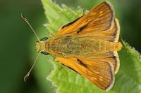 Ochlodes sylvanus