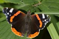 Vanessa atalanta