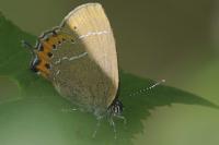 Satyrium pruni