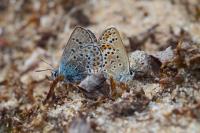Plebejus argus