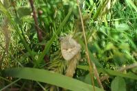 Coenonympha pamphilus