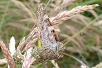 Vanessa cardui