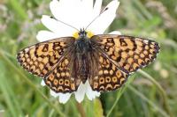 Melitaea cinxia
