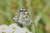 Melanargia galathea