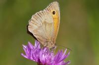 Maniola jurtina