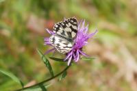 Melanargia galathea