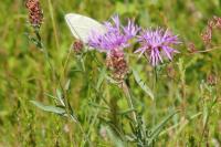 Pieris brassicae