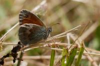 Coenonympha pamphilus