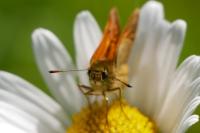 Ochlodes sylvanus