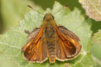 Ochlodes sylvanus