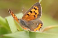 Lycaena phlaeas