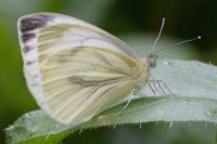Pieris napi