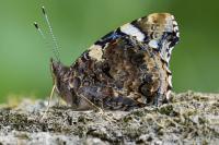 Vanessa atalanta