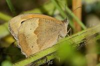 Maniola jurtina