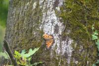 Nymphalis polychloros