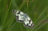 Melanargia galathea