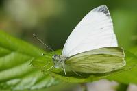 Pieris napi