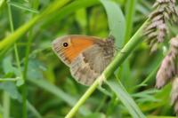 Coenonympha pamphilus