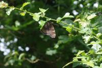 Nymphalis polychloros