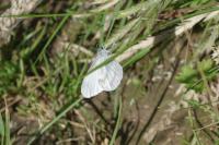 Leptidea sinapis