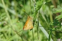 Ochlodes sylvanus