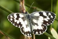 Melanargia galathea