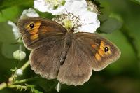 Maniola jurtina