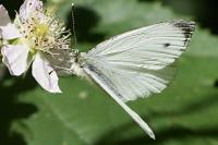 Pieris napi