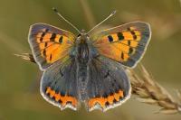 Lycaena phlaeas