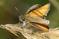 Thymelicus lineola