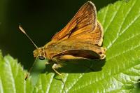 Ochlodes sylvanus
