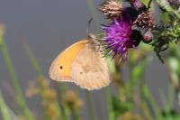 Maniola jurtina