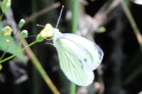 Pieris napi