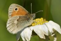 Coenonympha pamphilus