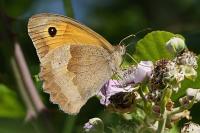 Maniola jurtina