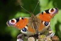 Aglais io