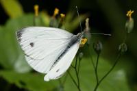 Pieris napi