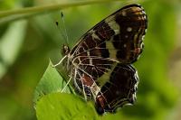 Araschnia levana