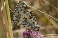 Melanargia galathea