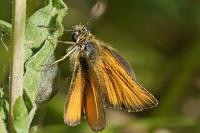Thymelicus lineola