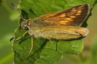 Ochlodes sylvanus