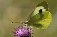 Pieris brassicae